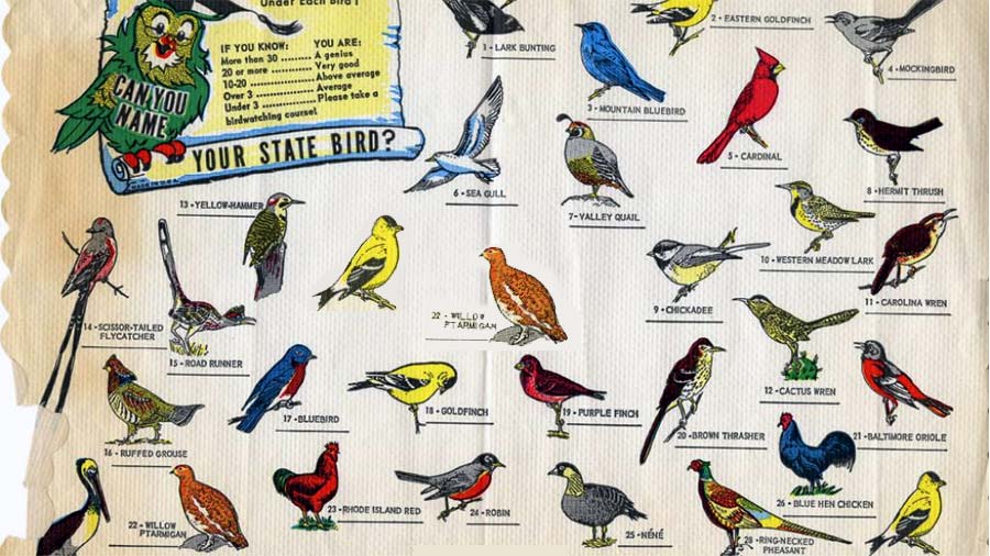 State Birds of Indian States 