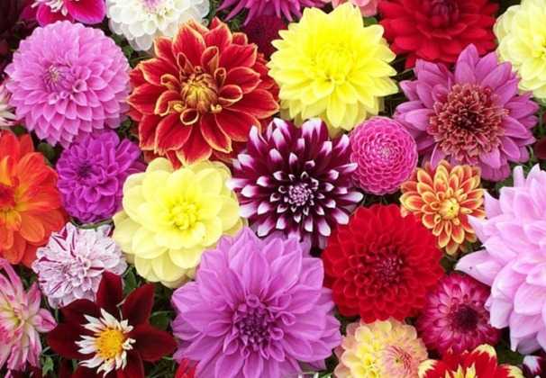 List Of Indian State Flower Names 2023